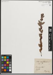 Foto von Salix myrtilloides L.